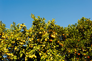 Image showing Orange and lemon tree