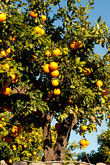 Image showing Orange tree