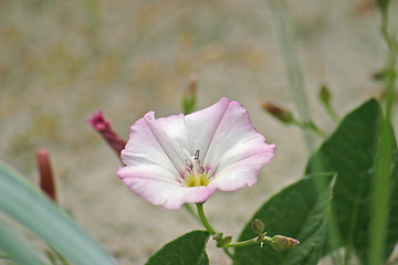 Image showing flower