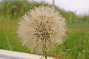 Image showing dandelion