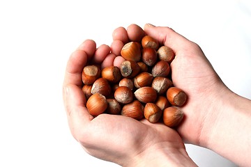 Image showing handfull of hazelnuts