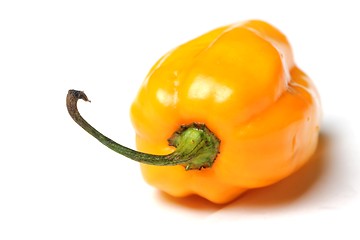 Image showing yellow isolated habanero