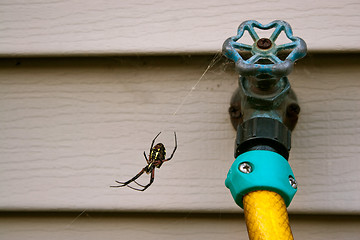 Image showing Black and Yellow Orb Weaver Spider