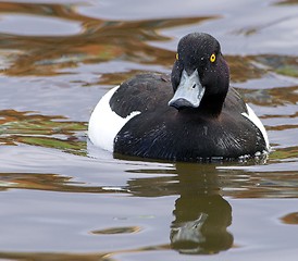 Image showing Tufted duck.