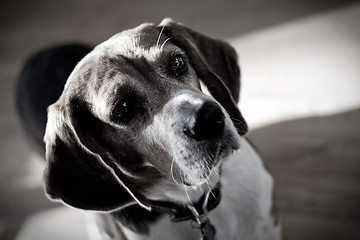 Image showing Dramatic Beagle Dog Portrait 