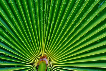 Image showing Waterdrops on palm leaf