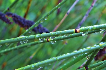 Image showing Raindrops on bamboo grass