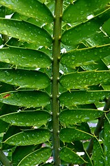 Image showing  karoo cycad e lehmannii leaf