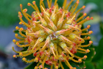 Image showing Pincushion blossom