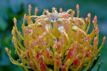 Image showing Pincushion blossom