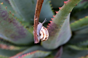 Image showing Garden snail on aloe vera
