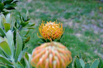 Image showing Pincushion blossom