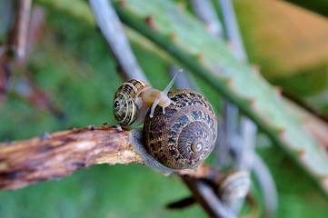 Image showing garden snail