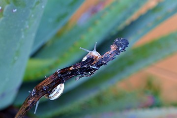 Image showing garden snail