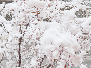Image showing Maple tree in snow