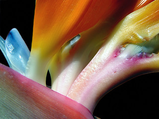 Image showing Bird of Paradise