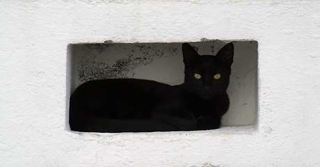 Image showing Cat