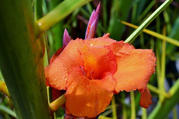 Image showing Raindrops on lily petals