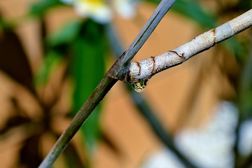 Image showing Raindrop on plant