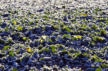 Image showing Rape leaves late autumn frosted natural background 