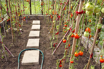 Image showing Vegetable tomato grow ripe in glass greenhouse 