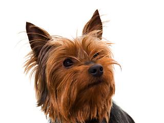 Image showing yorkshire terrier