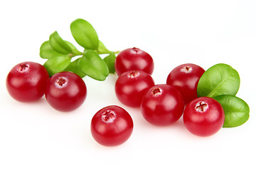 Image showing Cranberry with leaves