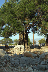 Image showing Old olive tree