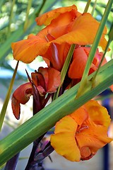 Image showing Raindrops on lily petals