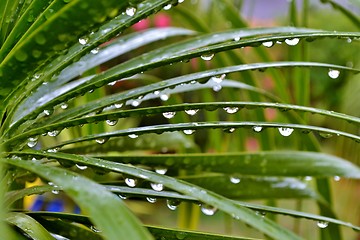 Image showing Raindrops on leafs