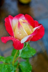 Image showing Colorful Rose