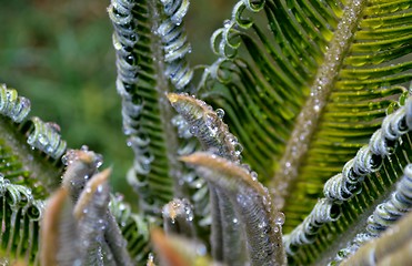 Image showing New palm leafs