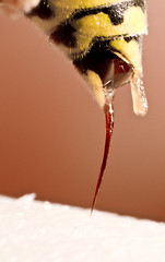 Image showing wasp stinging in red background