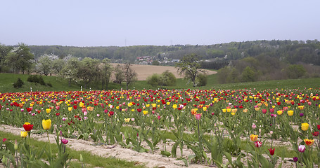 Image showing landscape and a field of tulips