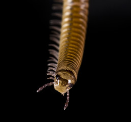 Image showing millipede on black background