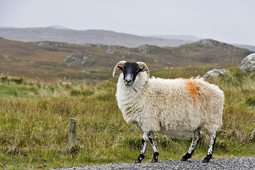 Image showing white sheep with black head