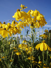 Image showing Yellow flowers