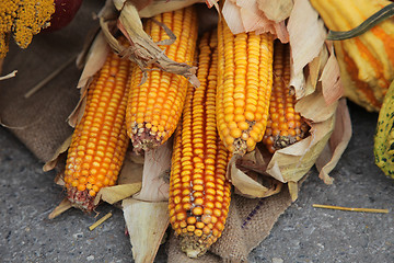 Image showing Maize cobs