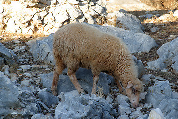 Image showing Sheep