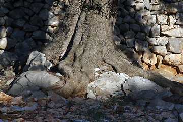 Image showing Old olive tree