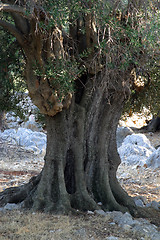 Image showing Old olive tree