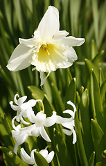 Image showing daffodil flower in leavy green back