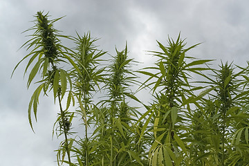 Image showing hemp field detail