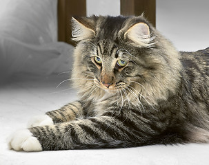 Image showing Norwegian Forest Cat