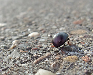 Image showing bug backside while walking on pavement