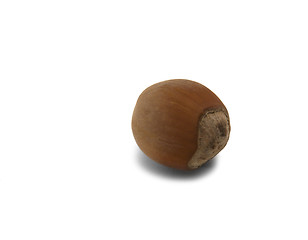 Image showing hazelnut