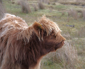 Image showing sideways portrait of a Highland cattle