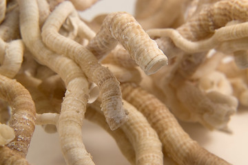 Image showing serpulid worm tubes