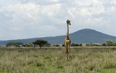 Image showing frontal Giraffe in the savannah