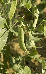 Image showing sunny illuminated pea pods